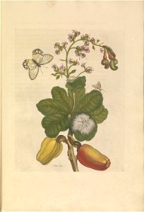 Metamorphosis insectorum Surinamensium - KW 1792 A 19 - plaat16