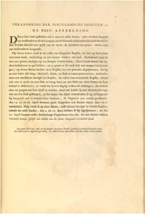 Metamorphosis insectorum Surinamensium - KW 1792 A 19 - 035