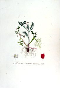 Meum inundatum — Flora Batava — Volume v7
