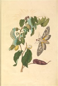 Metamorphosis insectorum Surinamensium - KW 1792 A 19 - plaat3