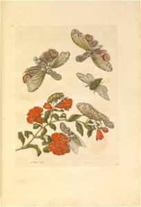 Metamorphosis insectorum Surinamensium - KW 1792 A 19 - plaat49