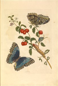 Metamorphosis insectorum Surinamensium - KW 1792 A 19 - plaat7