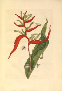 Metamorphosis insectorum Surinamensium - KW 1792 A 19 - plaat54