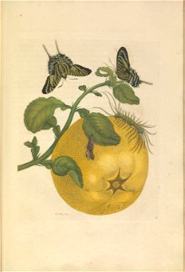 Metamorphosis insectorum Surinamensium - KW 1792 A 19 - plaat29