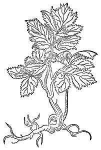 Meum Gart