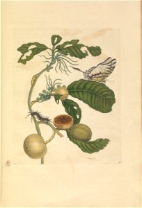 Metamorphosis insectorum Surinamensium - KW 1792 A 19 - plaat43