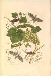 Metamorphosis insectorum Surinamensium - KW 1792 A 19 - plaat47