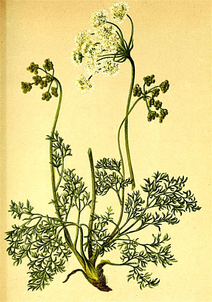 Meum mutellina Atlas Alpenflora