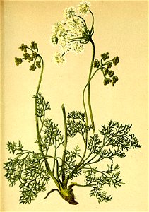 Meum mutellina Atlas Alpenflora