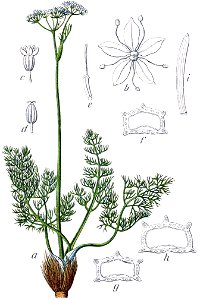 Meum athamanticum Sturm21