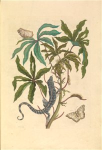 Metamorphosis insectorum Surinamensium - KW 1792 A 19 - plaat4