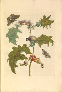 Metamorphosis insectorum Surinamensium - KW 1792 A 19 - plaat6