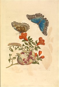 Metamorphosis insectorum Surinamensium - KW 1792 A 19 - plaat9