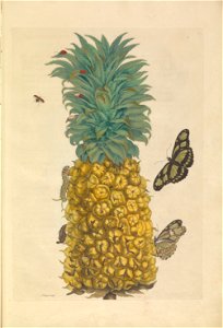 Metamorphosis insectorum Surinamensium - KW 1792 A 19 - plaat2