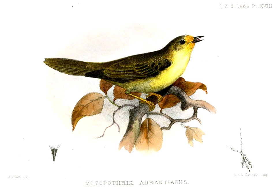 MetopothrixAurantiacusSmit