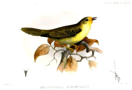 MetopothrixAurantiacusSmit