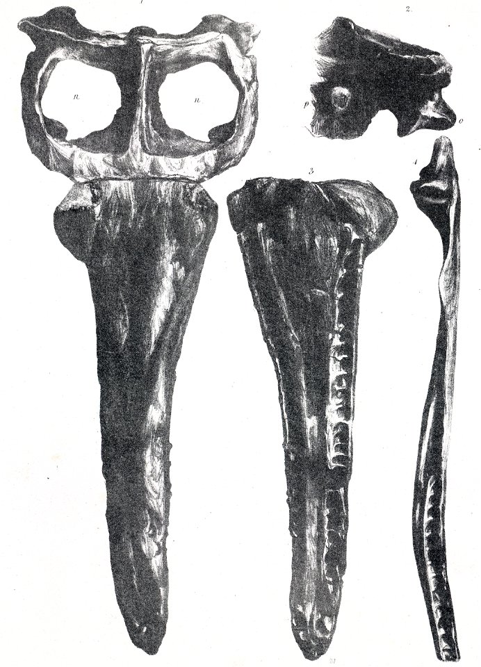 Metriorhynchus temporalis