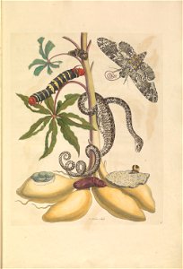 Metamorphosis insectorum Surinamensium - KW 1792 A 19 - plaat5