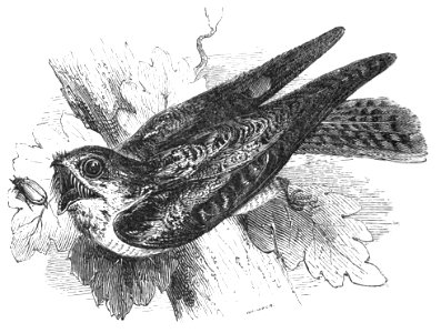 Natural History, Birds - Nightjar