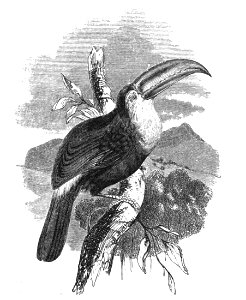 Natural History, Birds - Toucan