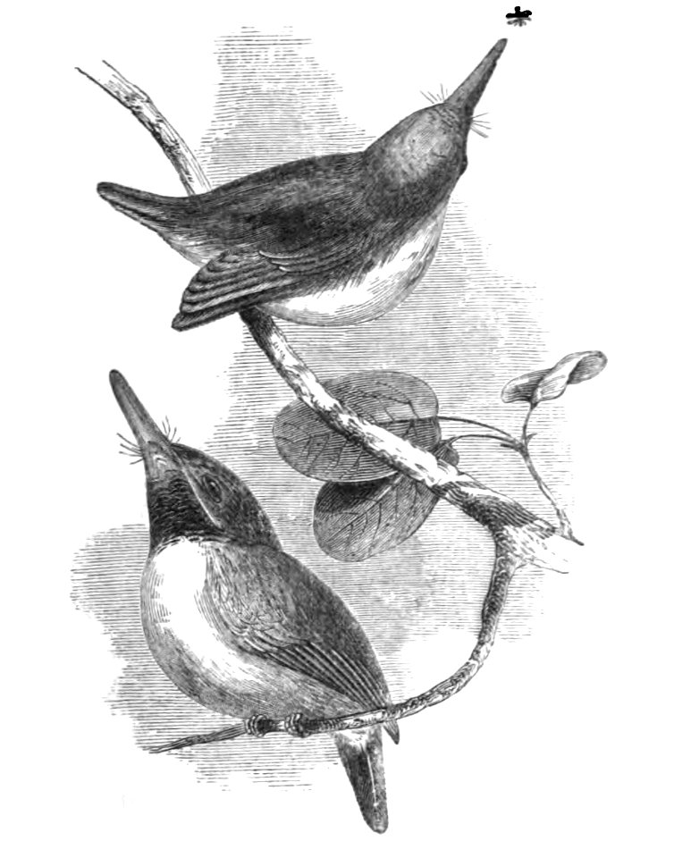 Natural History, Birds - Green Tody