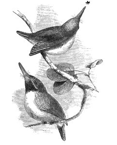 Natural History, Birds - Green Tody