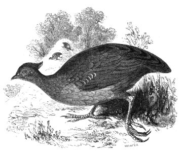 Natural History, Birds - Megapodius