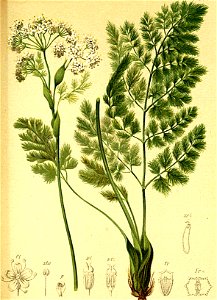 Meum athamanticum Atlas Alpenflora