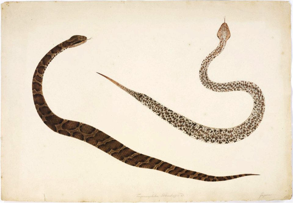Naturalis Biodiversity Center - RMNH.ART.104 - Gloydius blomhoffii - Kawahara Keiga - 1823 - 1829 - Siebold Collection - pencil drawing - water colour