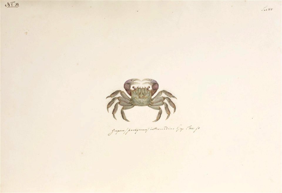 Naturalis Biodiversity Center - RMNH.ART.18 - Sesarma intermedia - Kawahara Keiga - 1823 - 1829 - Siebold Collection - pencil drawing - water colour