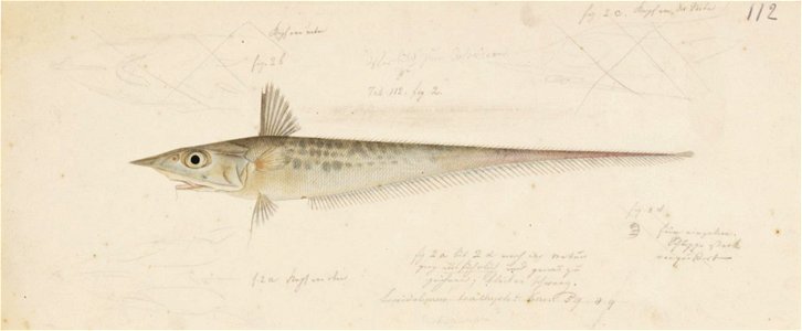 Naturalis Biodiversity Center - RMNH.ART.158 - Coelorinchus japonicus (Temminck and Schlegel) - Kawahara Keiga - 1823 - 1829 - Siebold Collection - pencil drawing - water colour