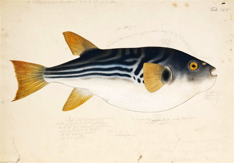 Naturalis Biodiversity Center - RMNH.ART.172 - Takifugu xanthopterus (Temminck and Schlegel) - Kawahara Keiga - 1823 - 1829 - Siebold Collection - pencil drawing - water colour