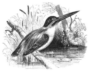 Natural History, Birds - Kingfisher