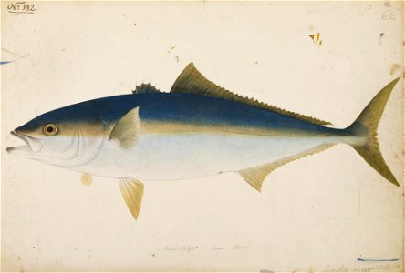 Naturalis Biodiversity Center - RMNH.ART.196 - Seriola aureovittata Temminck and Schlegel - Kawahara Keiga - 1823 - 1829 - Siebold Collection - pencil drawing - water colour