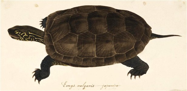 Naturalis Biodiversity Center - RMNH.ART.274 - Chinemys reevesii - Mauremys reevesii - Kawahara Keiga - 1823 - 1829 - Siebold Collection - pencil drawing - water colour