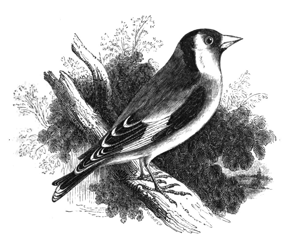 Natural History, Birds - Goldfinch