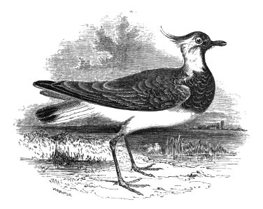 Natural History, Birds - Lapwing