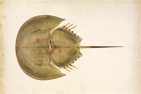 Naturalis Biodiversity Center - RMNH.ART.30 - Tachypleus tridentatus - Kawahara Keiga - 1823 - 1829 - Siebold Collection - pencil drawing - water colour