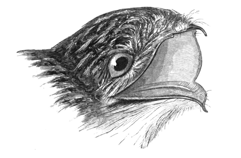 Natural History, Birds - Nyctibius jamaicensis