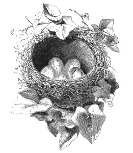 Natural History, Birds - Thrush nest
