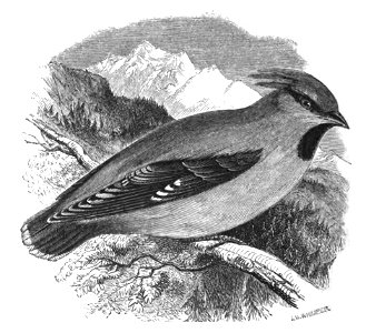 Natural History, Birds - Chatterer