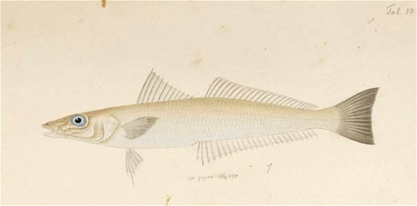 Naturalis Biodiversity Center - RMNH.ART.140 - Sillago japonica Temminck and Schlegel - Kawahara Keiga - 1823 - 1829 - Siebold Collection - pencil drawing - water colour