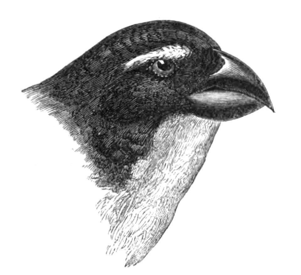 Natural History, Birds - Pyrrhula head