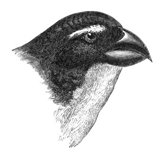 Natural History, Birds - Pyrrhula head