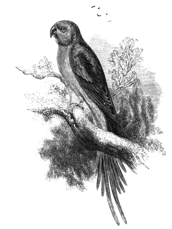 Natural History, Birds - Alexandrine