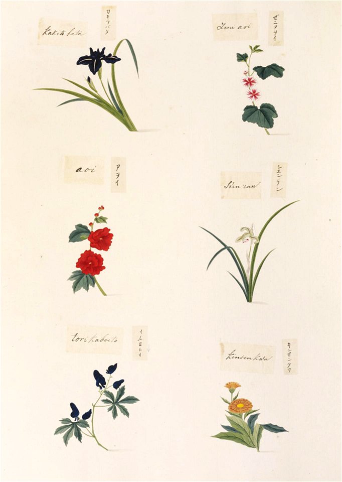Naturalis Biodiversity Center - RMNH.ART.346-Aconitum-Cymbidium goeringii-Malvaceae indet.-Calendula officinalis-Malva sylvestris-Iris laevigata-Kawahara Keiga-1823-1829-Siebold Collection-pencil drawing-water colour