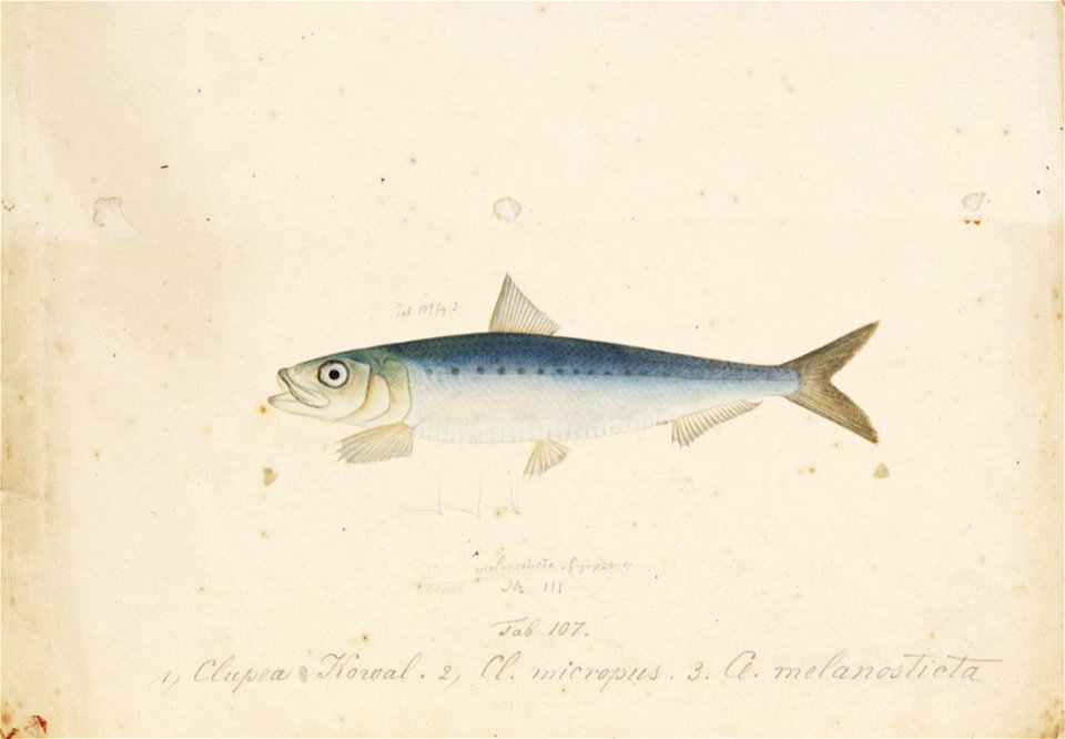 Naturalis Biodiversity Center - RMNH.ART.147 - Sardinops melanosticta (Temminck and Schlegel) - Kawahara Keiga - 1823 - 1829 - Siebold Collection - pencil drawing - water colour
