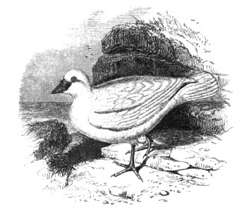 Natural History, Birds - Sheath-bill