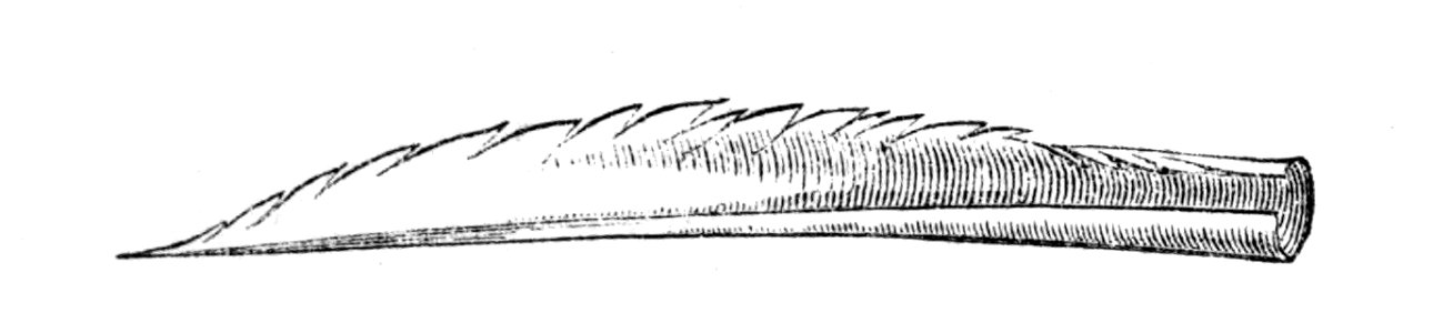 Natural History, Birds - Humming-bird tongue