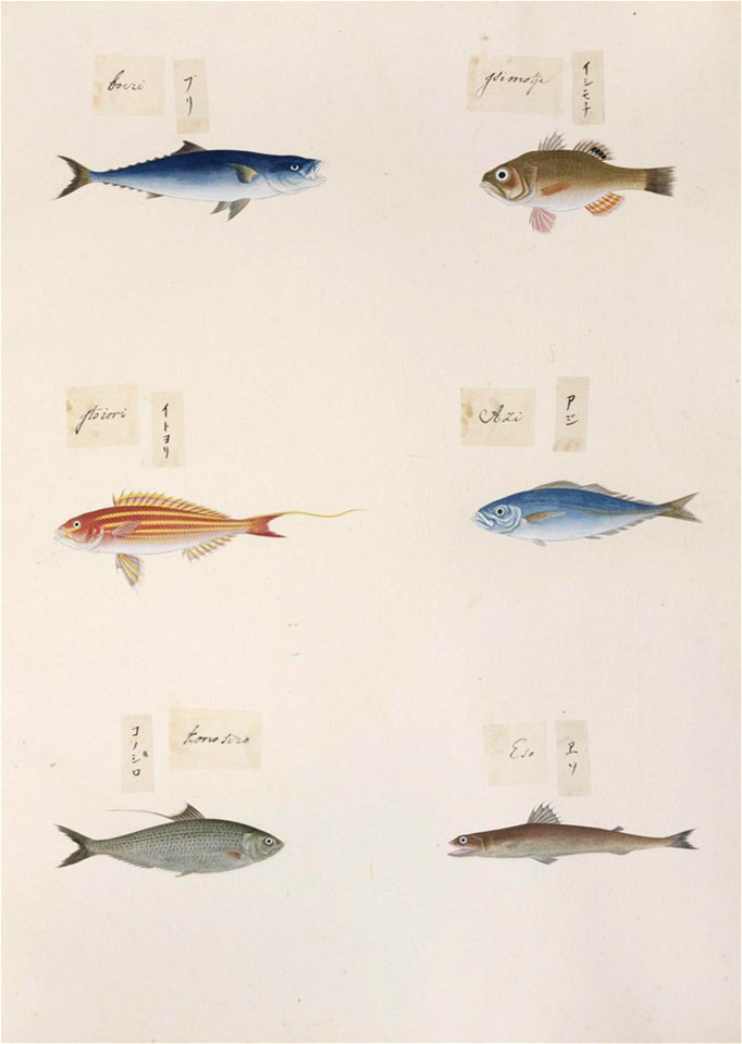 Naturalis Biodiversity Center - RMNH.ART.313-Trachinocephalus myops-Konosirus punctatus-Nemipterus virgatus-Decapterus sp.-Seriola quinqueradiata-Kawahara Keiga-1823-1829-Siebold Collection-pencil drawing-water colour